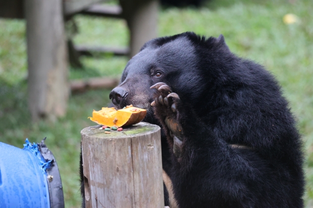 Travellers Choice sponsored bear, Bong Bong